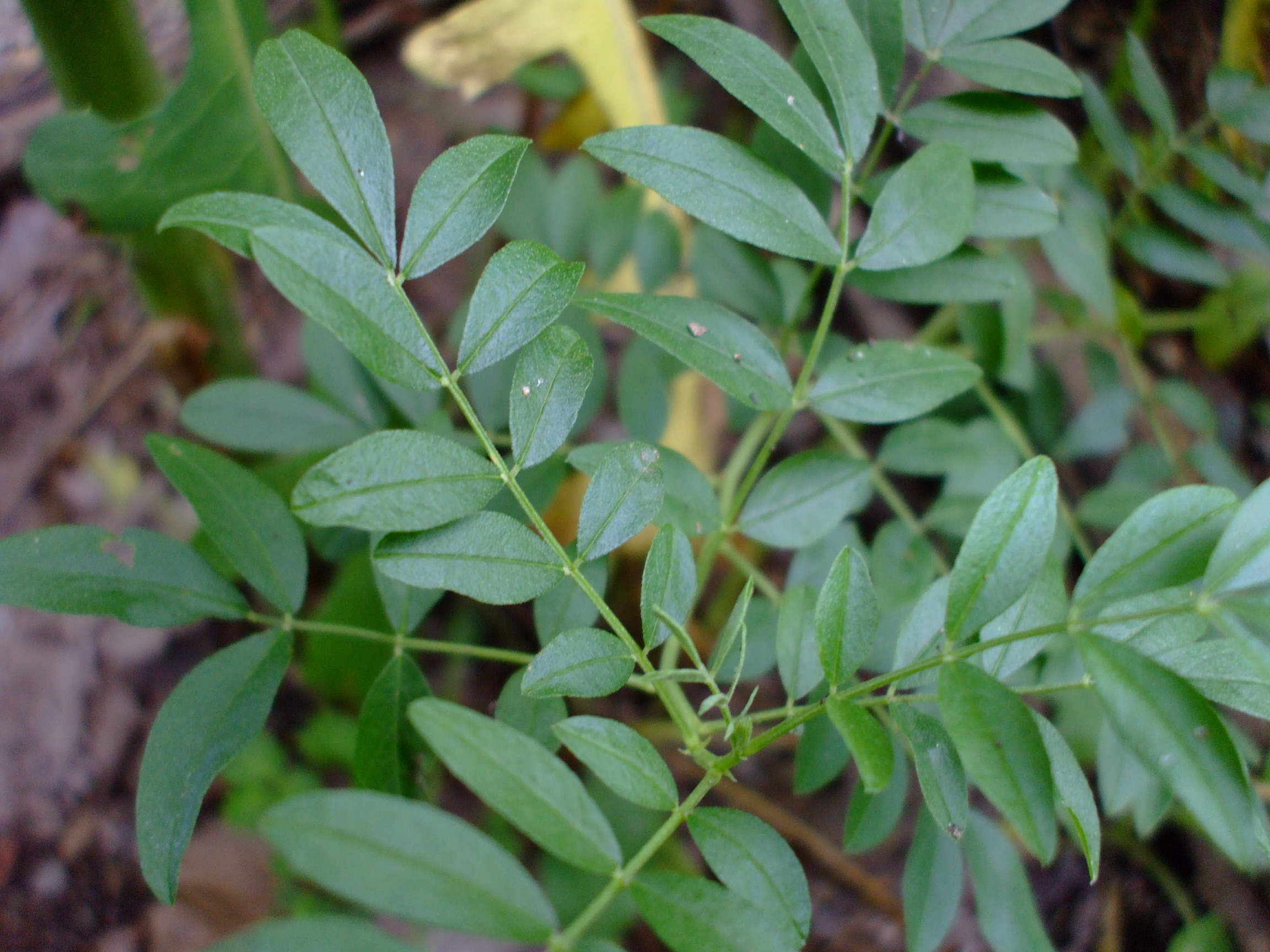 Glycyrrhiza lepidota